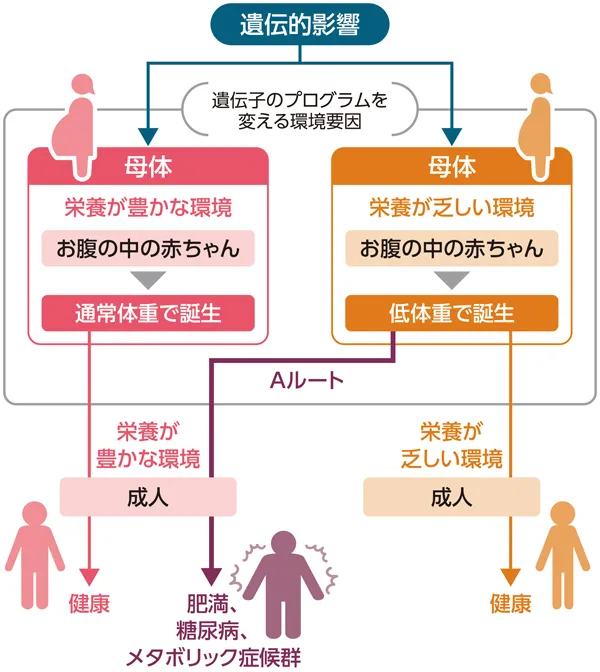 妊娠時の遺伝的影響を示した図。母体が遺伝子のプログラムを変える環境要因となる。母体が栄養が豊かな環境の場合、お腹の中の赤ちゃんは通常体重で誕生し、栄養が豊かな環境で成人した場合健康となる。母体が栄養が乏しい環境の場合、お腹の中の赤ちゃんは低体重で誕生し、栄養が乏しい環境で成人した場合健康となるが、栄養が豊かな環境で成人した場合肥満、糖尿病、メタボリック症候群になってしまう(Aルート)。