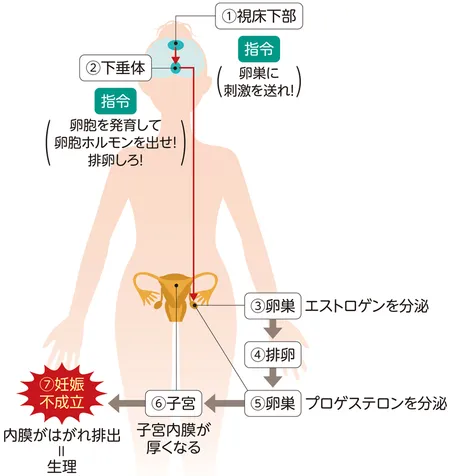 生理の流れを示した図。①視床下部が卵巣に刺激を送れ!と指令を出す。②下垂体が卵胞を発育して卵胞ホルモンを出せ!排卵しろ!と指令を出す③卵巣がエストロゲンを分泌④排卵⑤卵巣がプロゲステロンを分泌⑥子宮で子宮内膜が厚くなる⑦妊娠不成立。内膜が剥がれ排出=生理